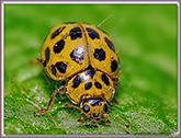 Coccinelle